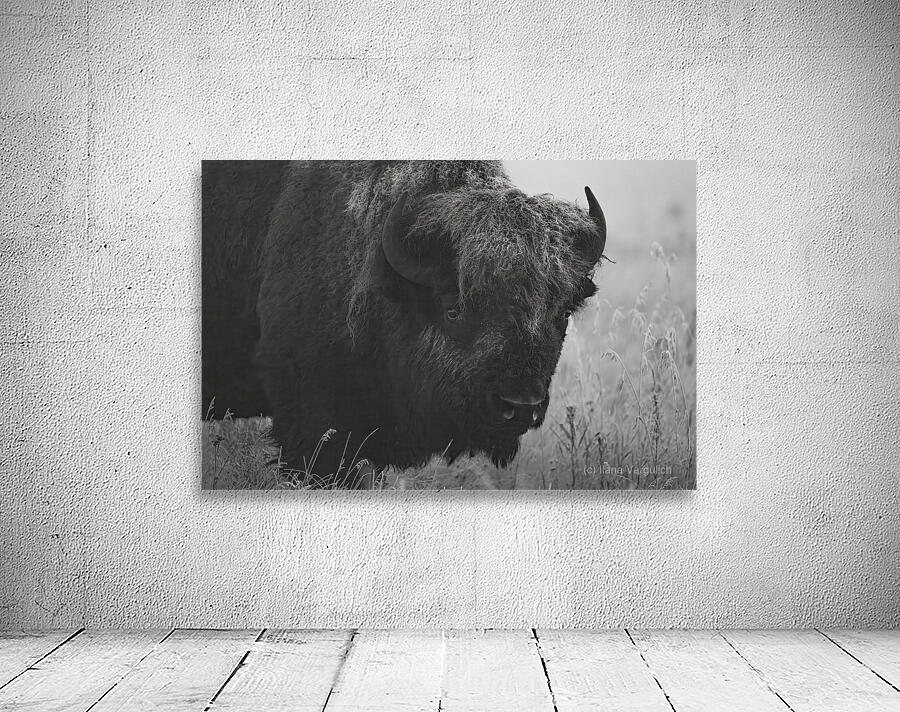 Bison BW Wall Preview