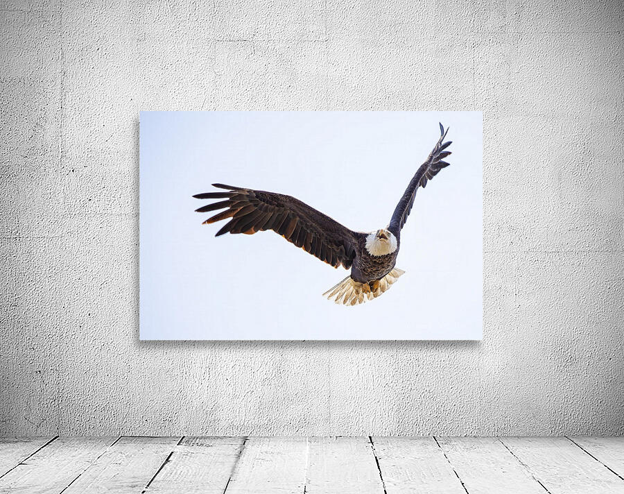 Bald Eagle Wall Preview