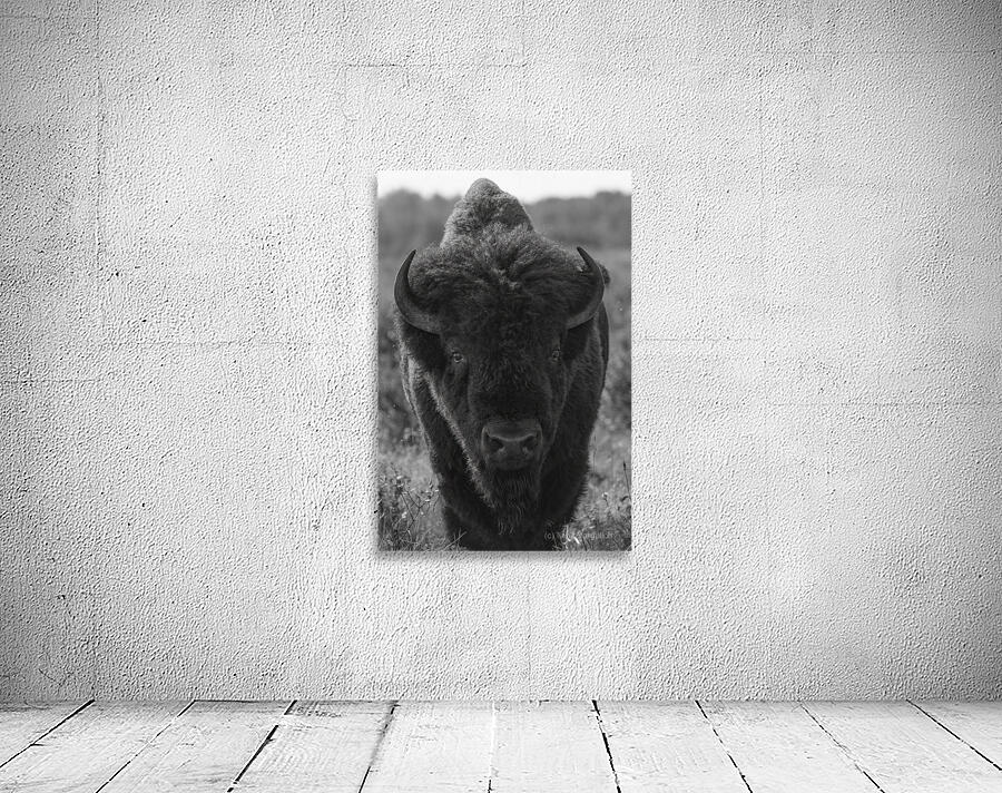 Bison BW 2 Wall Preview