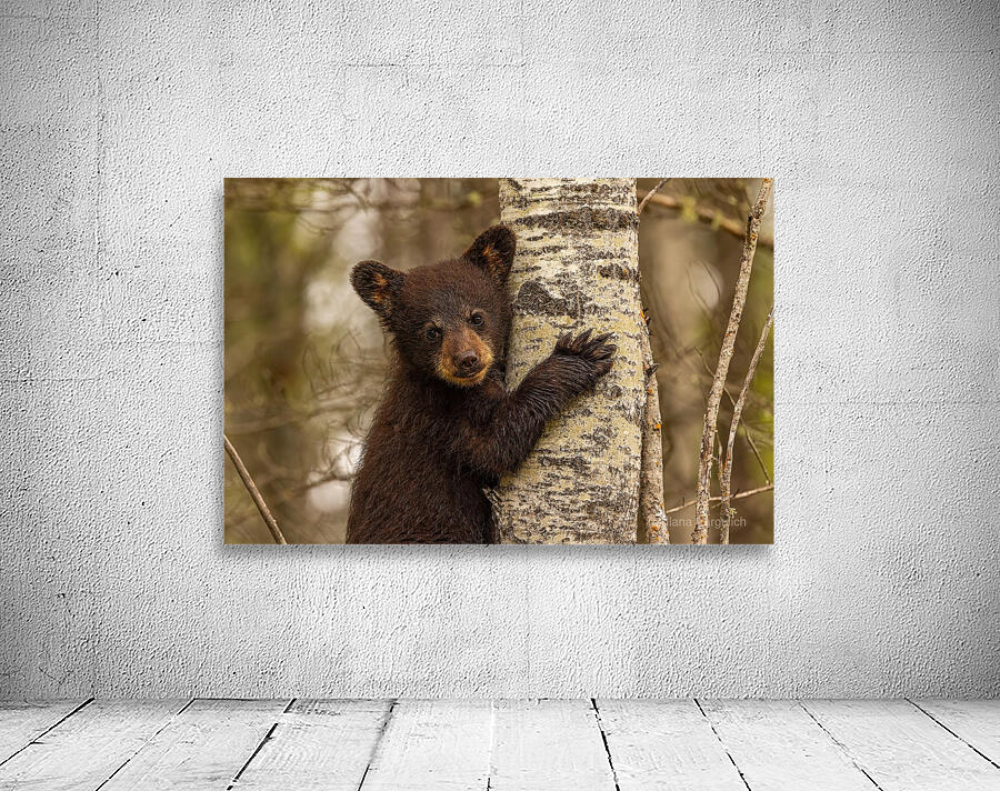 Cute Bear Cub Wall Preview