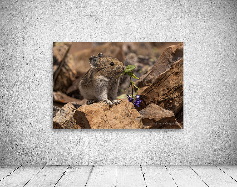 Cute Pika Wall Preview