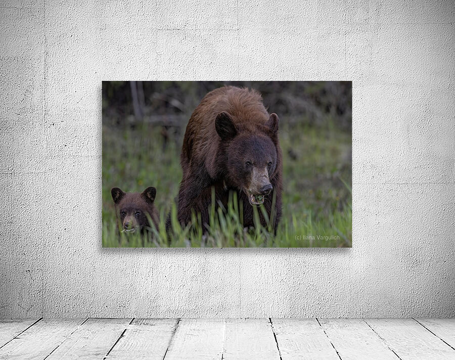 Mom and Cub Wall Preview