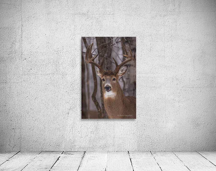 Buck Portrait Wall Preview