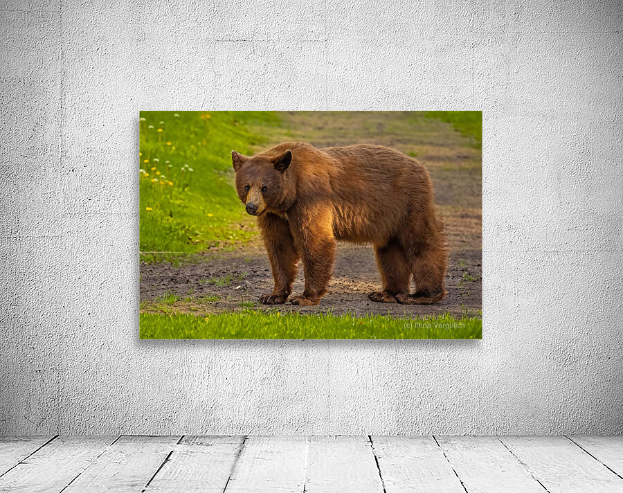 Black Bear 2 Wall Preview