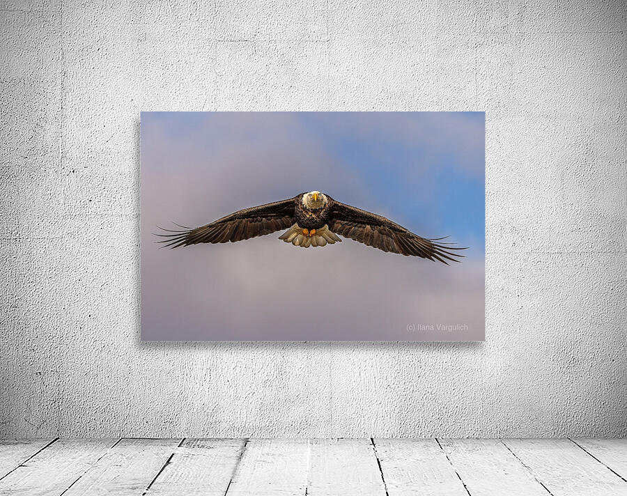 Bald Eagle 2 Wall Preview