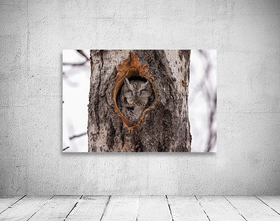 Screech Owl Wall Preview