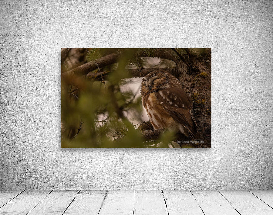 Saw Whet Owl 2 Wall Preview