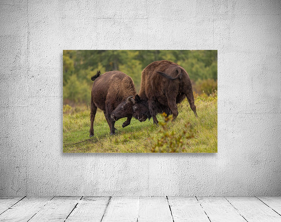 Bison Fight Wall Preview