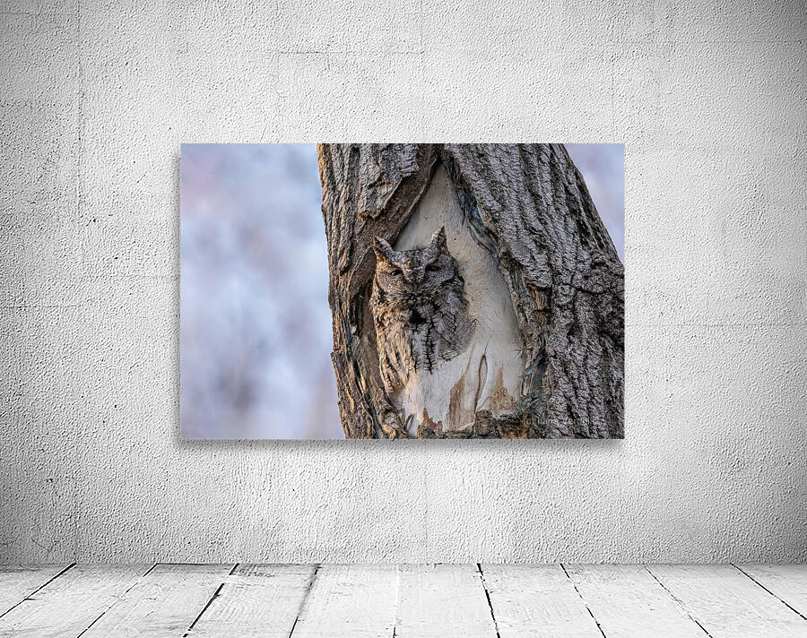 Screech Wall Preview