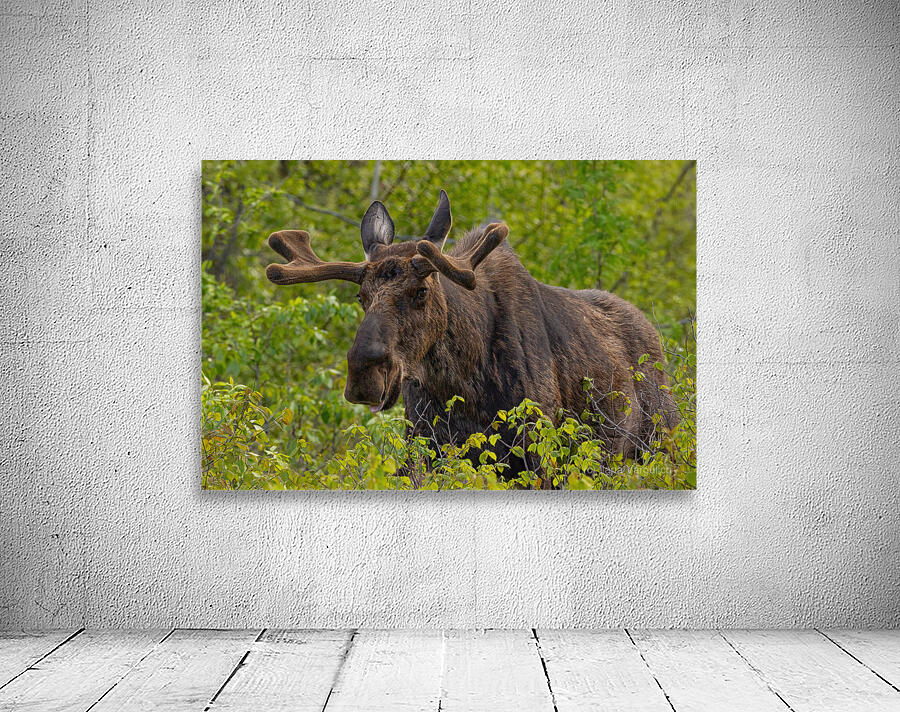 Big Boy Wall Preview