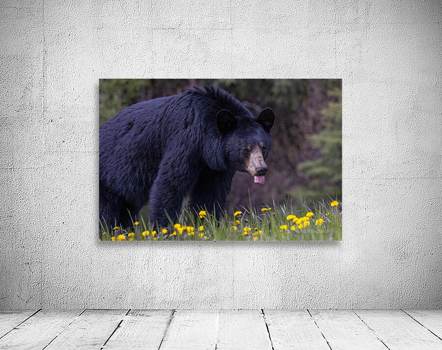 Black Bear 2 Wall Preview