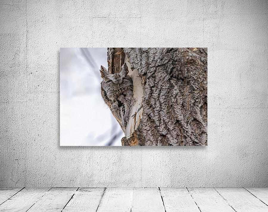 Screech 3 Wall Preview