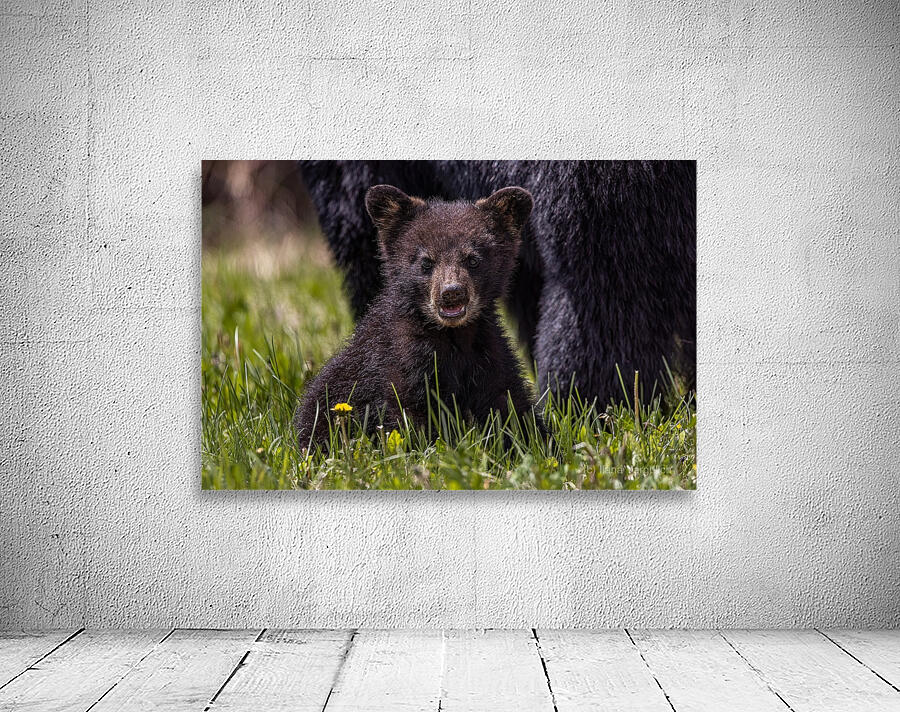 Black Bear Cub 4 Wall Preview