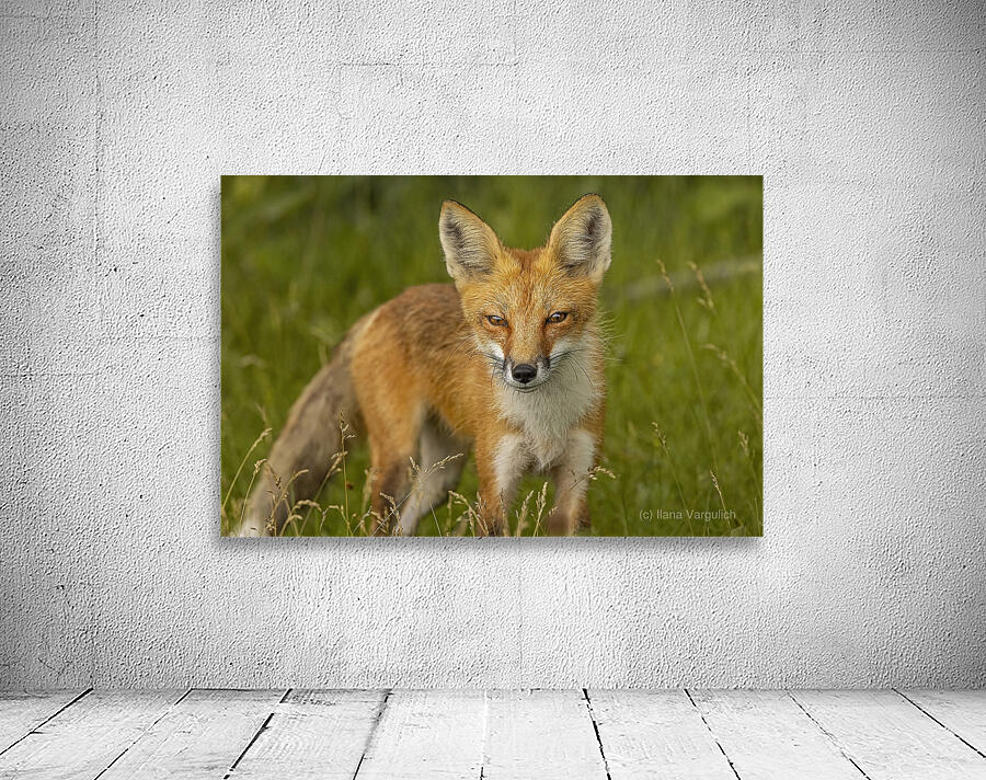 Red Fox Wall Preview