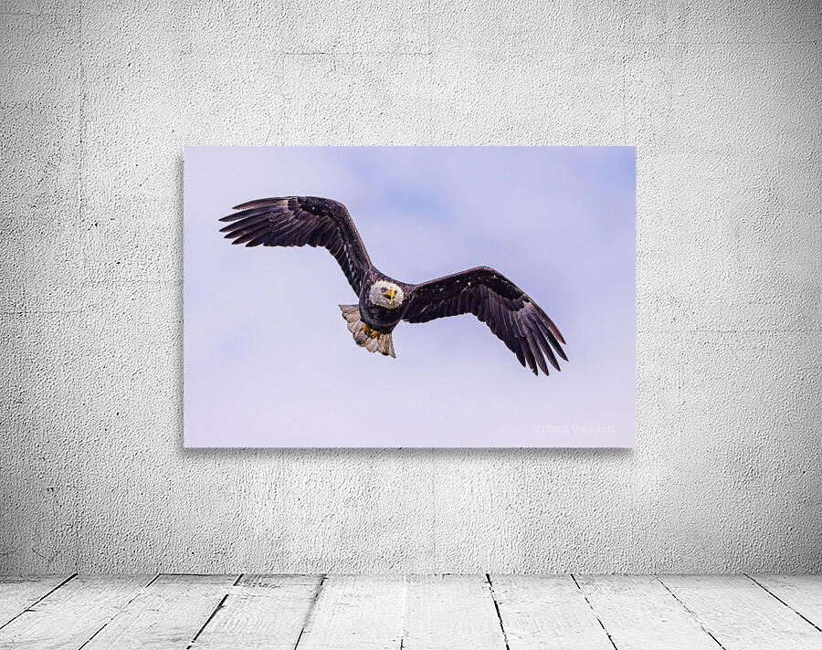 Bald Eagle 3 Wall Preview