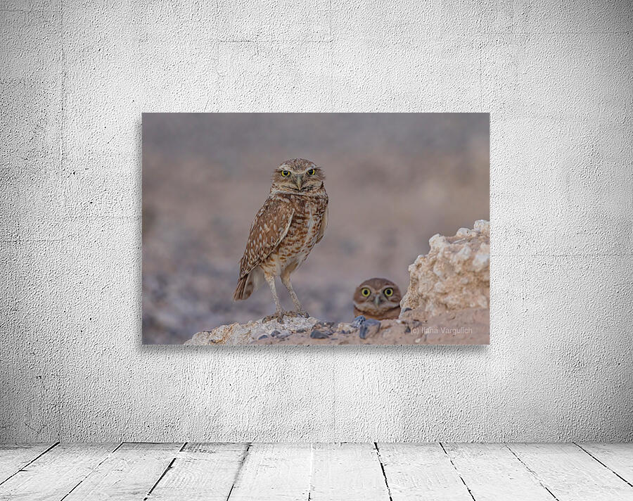 Burrowing Owl Wall Preview