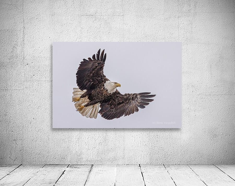 Bald Eagle 4 Wall Preview