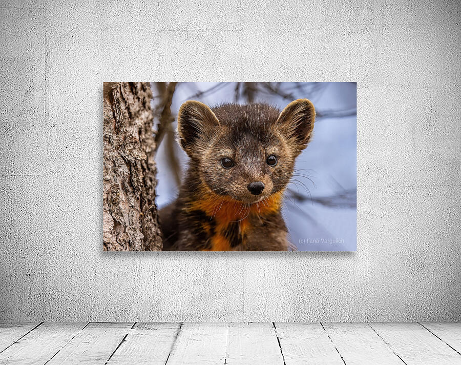 Pine Marten Portrait Wall Preview