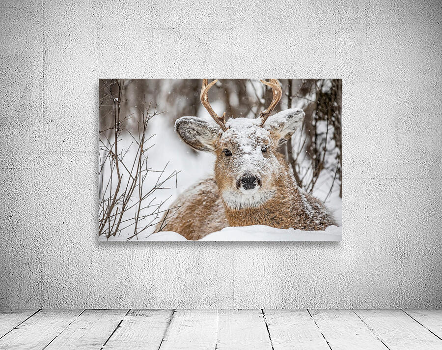 Buck under the Snow Wall Preview