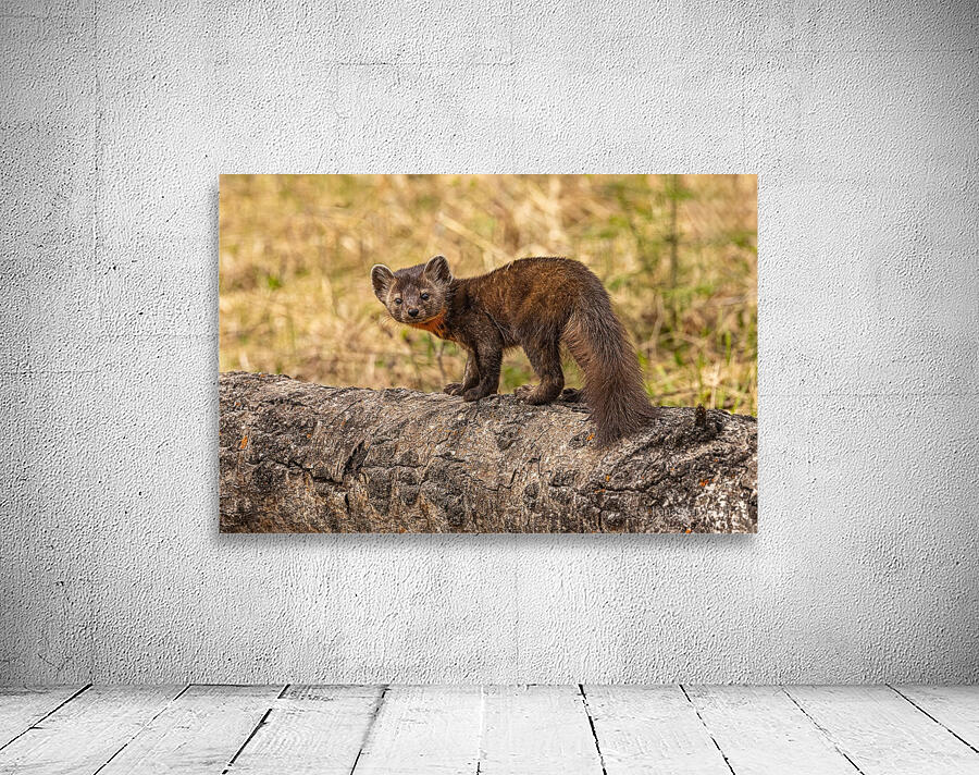 Pine Marten 2 Wall Preview