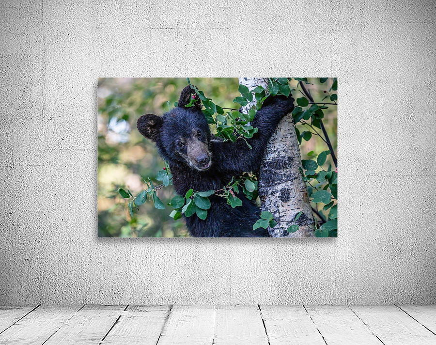 Black Bear Cub 5 Wall Preview