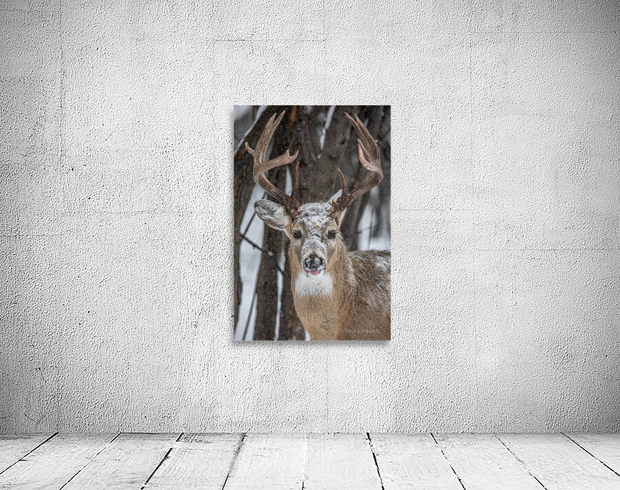 Big Buck Wall Preview