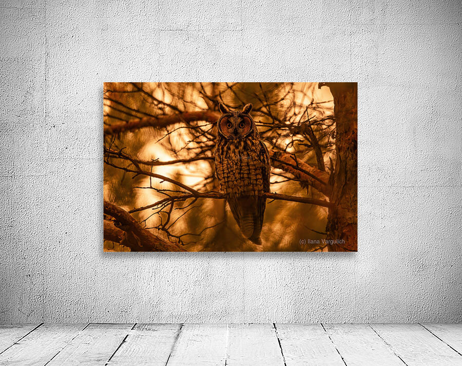 LEO Sunset Wall Preview