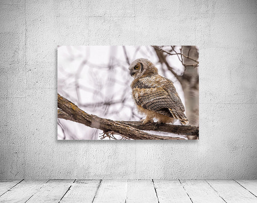 GHOwlet Wall Preview