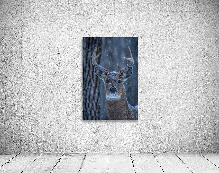 Buck Portrait 2 Wall Preview