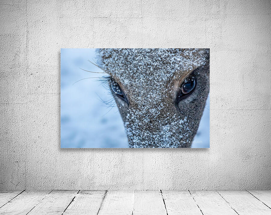 Deer Eye to Eye Wall Preview