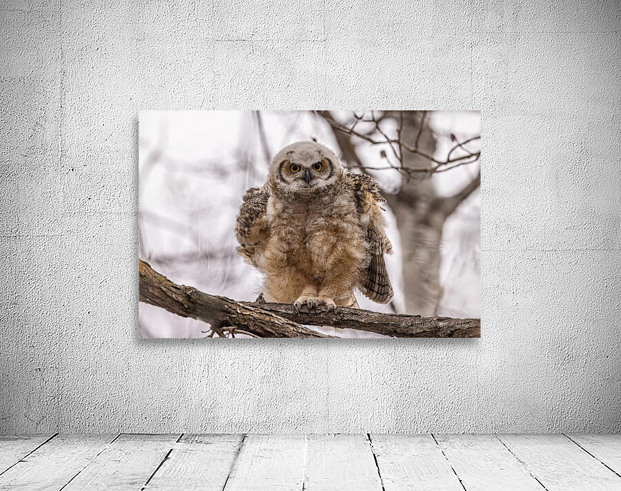 GHOwlet 2 Wall Preview