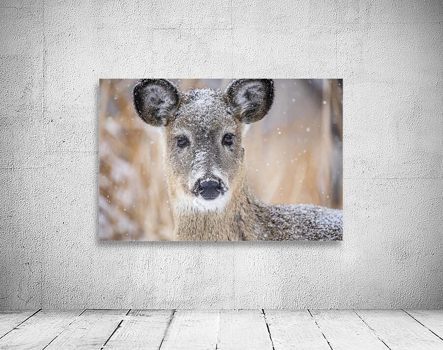 Cute Deer 2 Wall Preview