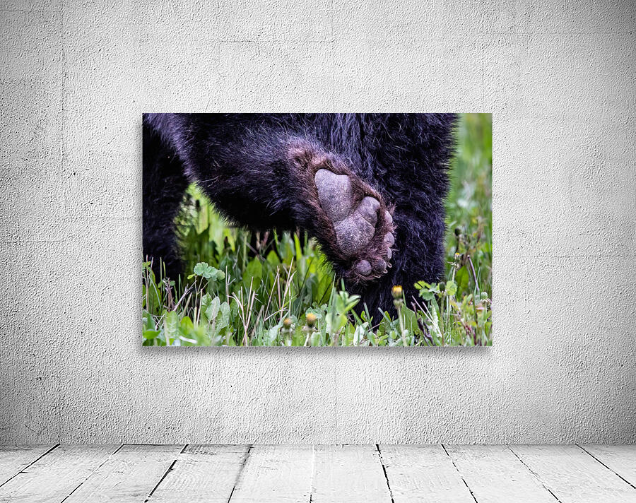 Bear Foot Wall Preview