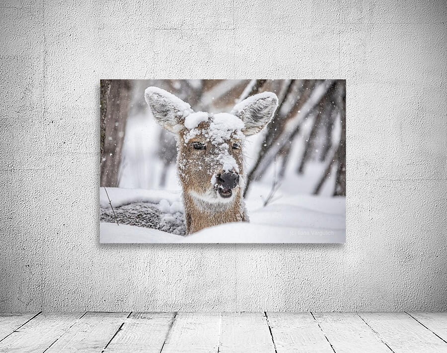 Funny Deer Wall Preview