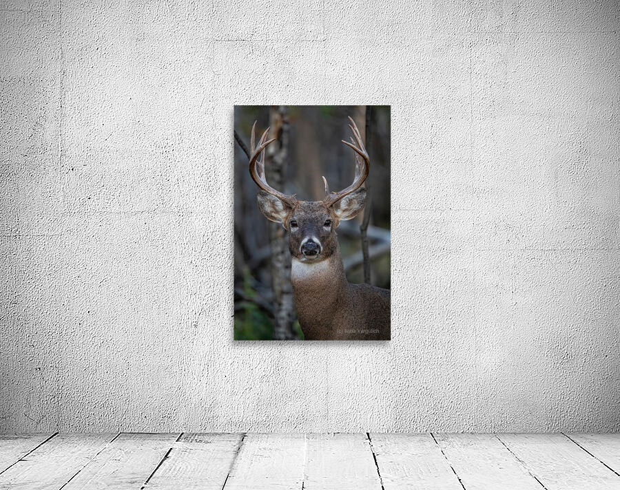 Big Buck 2 Wall Preview