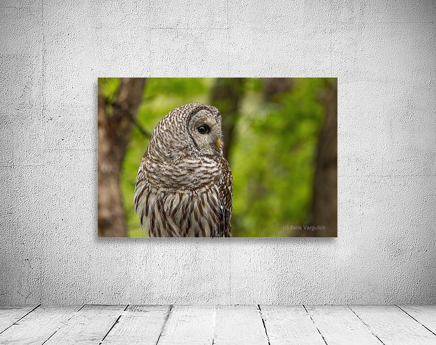 Barred Owl Wall Preview