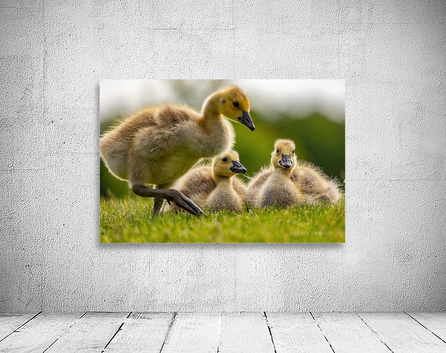 Goslings Wall Preview