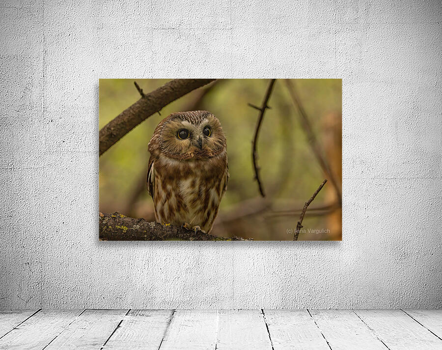 Saw Whet Owl 2 Wall Preview