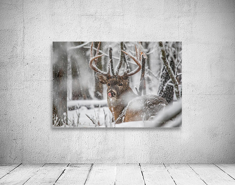 Buck Snowy Day Wall Preview