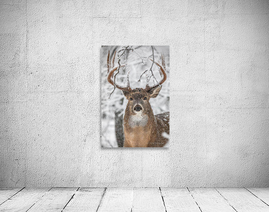 Big Buck Winter Wall Preview