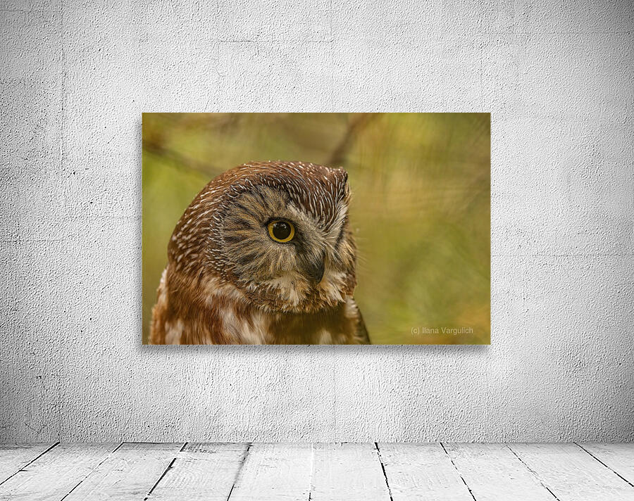 Saw Whet Owl 3 Wall Preview