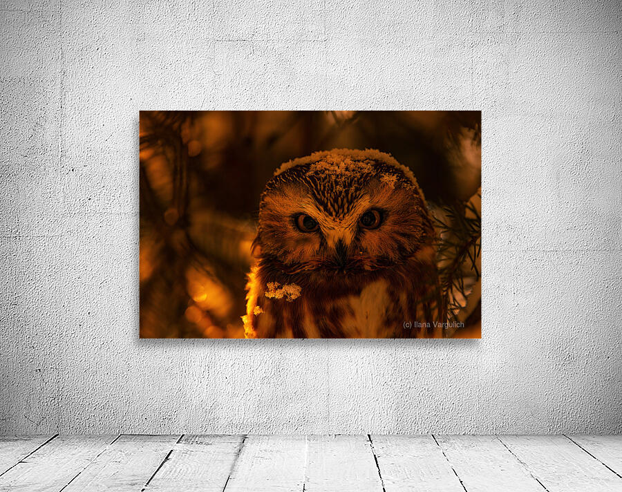 Saw Whet Owl 4 Wall Preview