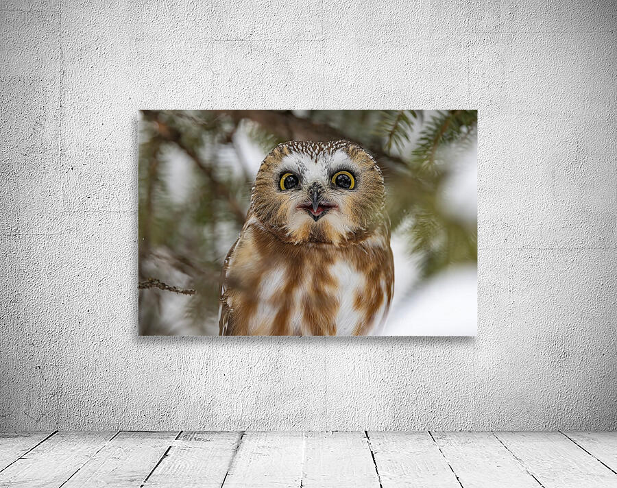Saw Whet Owl 5 Wall Preview