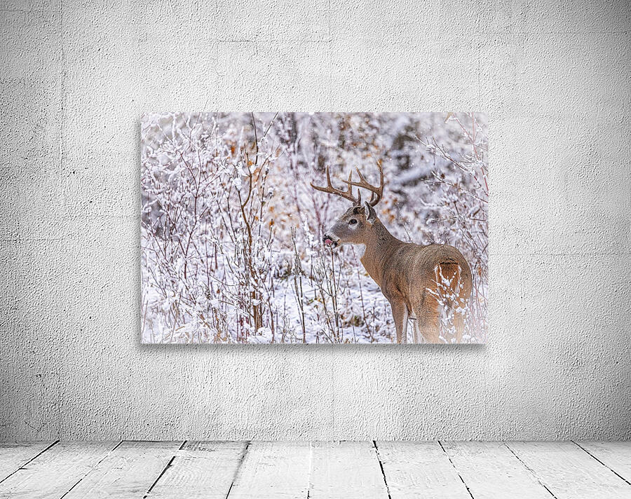 Buck Winter Day Wall Preview