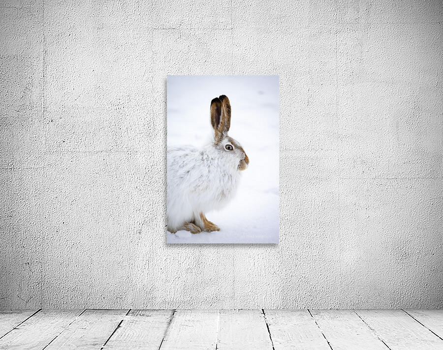 Jack Rabbit Wall Preview