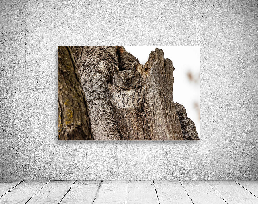 Screech Owl 4 Wall Preview