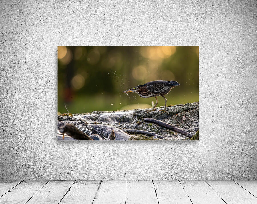 Green Heron Sunset Wall Preview