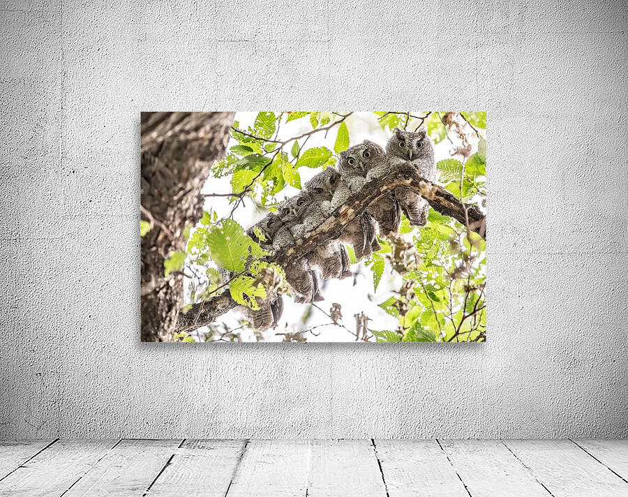 Screech 12 Eyes Wall Preview