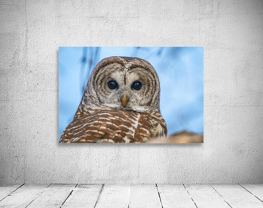 Barred Owl 3 Wall Preview