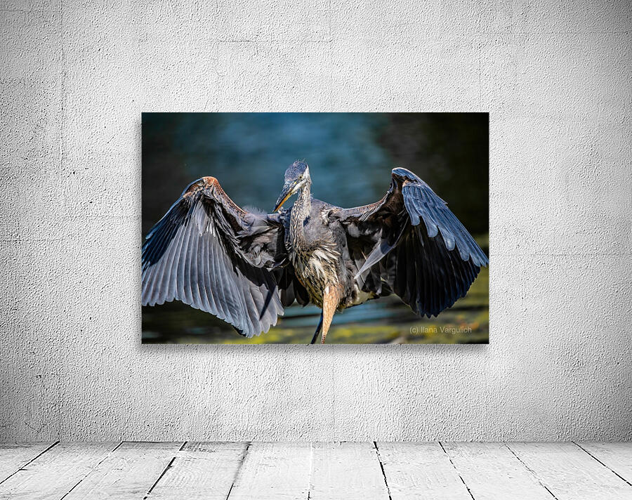 Blue Heron 2 Wall Preview
